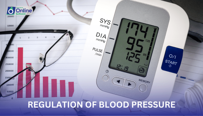 Lesson 13: Regulation of Blood Pressure